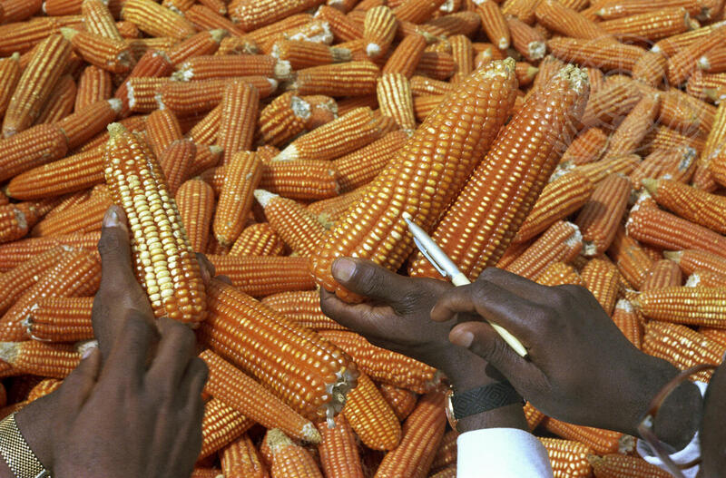 Agricultural Training in Cameroon