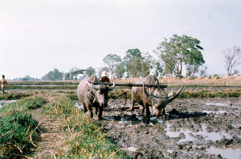 Farming for Development: Agriculture in Burma