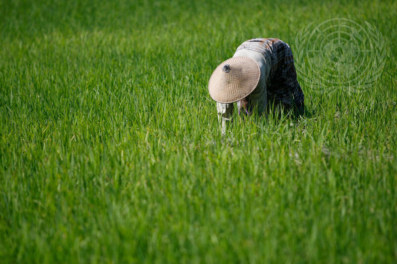 Rice Harvest in Timor-Leste