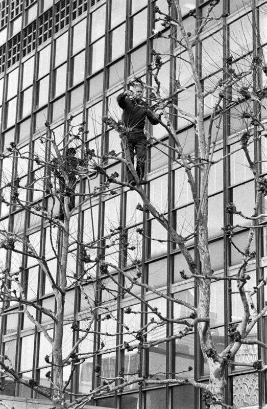 Gardening at UN Headquarters