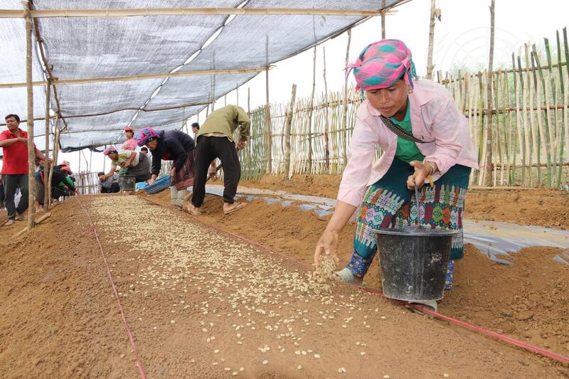 Coffee Production in Laos