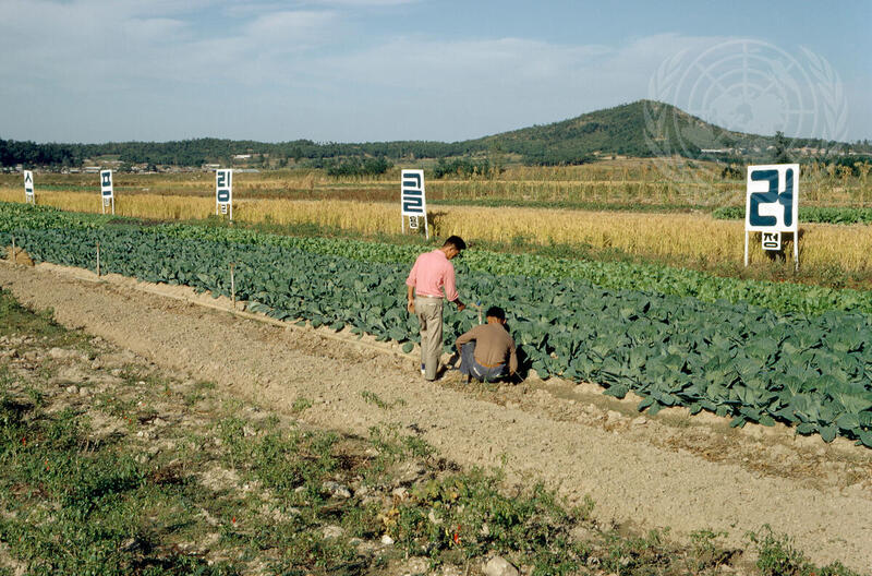 Expanding Agricultural Yields in Korea through Soil and Water Management