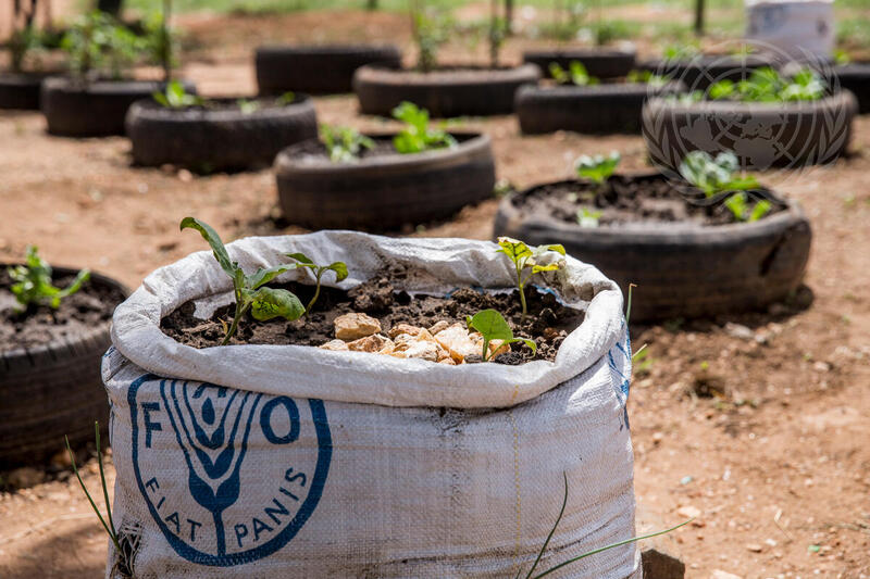 FAO Supports Community Farming Projects in South Sudan