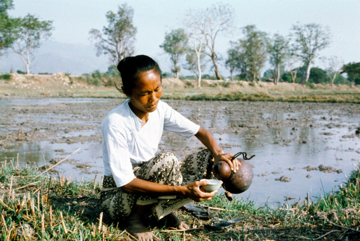 Farming for Development: Rice Cultivation in Burma