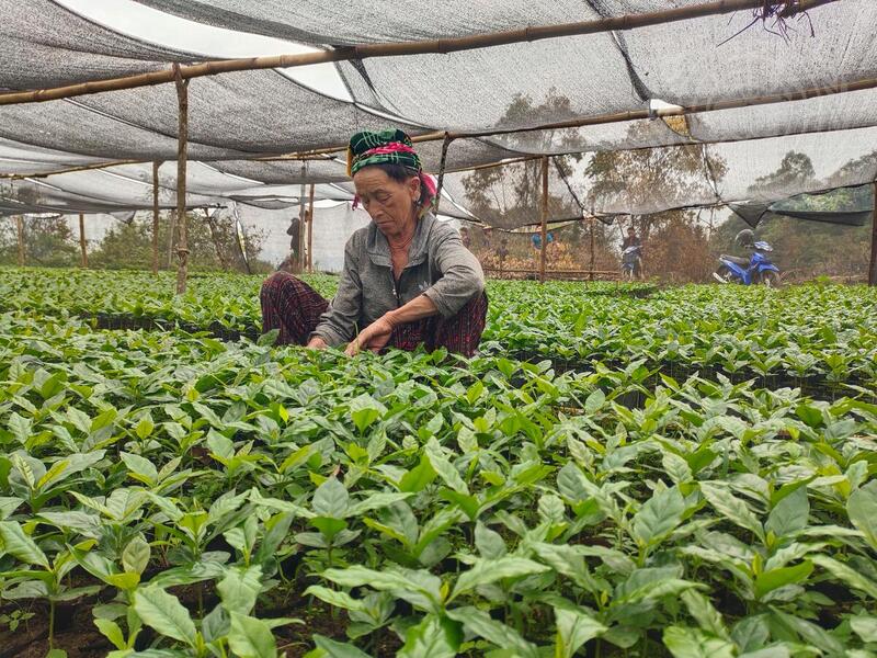 Coffee Production in Laos
