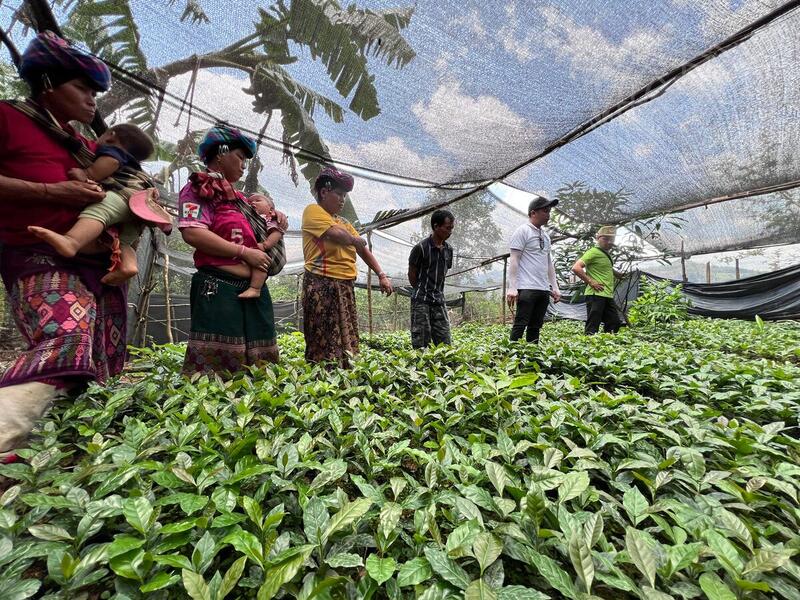 Coffee Production in Laos