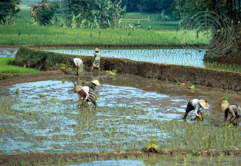 Indonesia (Background)