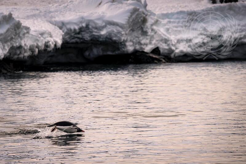 View of Penguins in Antarctica
