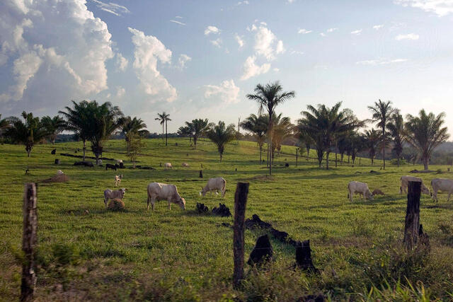 Livestock Graze in National Tapajos Forest