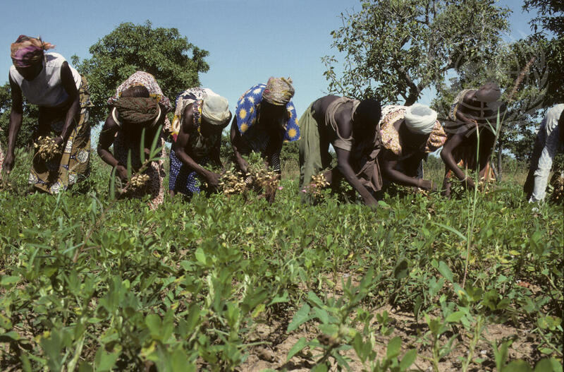 Farming for Development: Peanut Harvesting in Upper Volta
