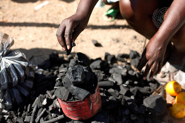 Woman Collects Cooking Fuel in Camp for Displaced Haitians