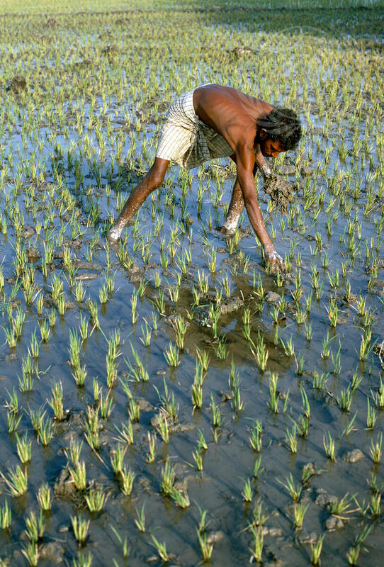 Bangladesh - Relief and Reconstruction