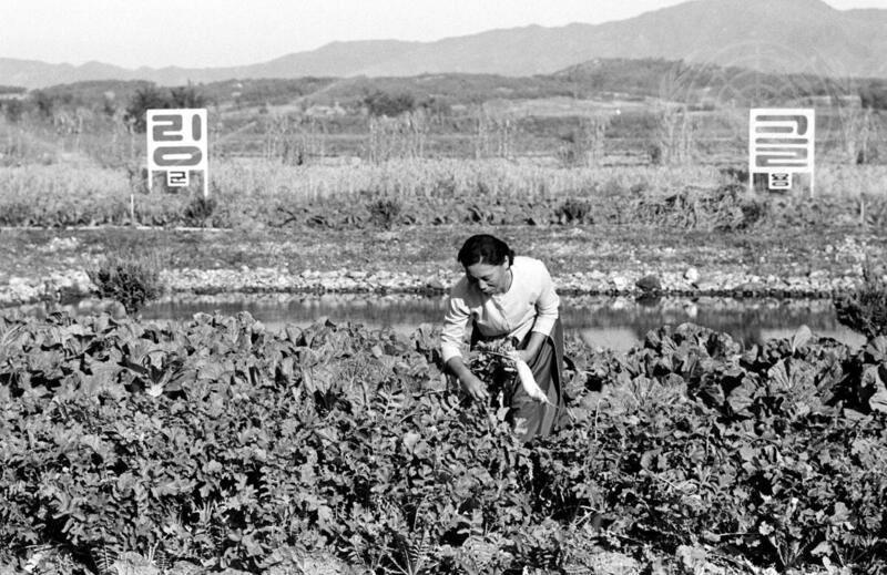 Expanding Agricultural Yields in Korea through Soil and Water Management