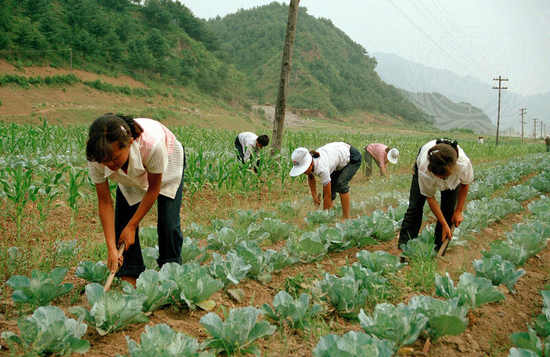 Food Stability in the Democratic People's Republic of Korea