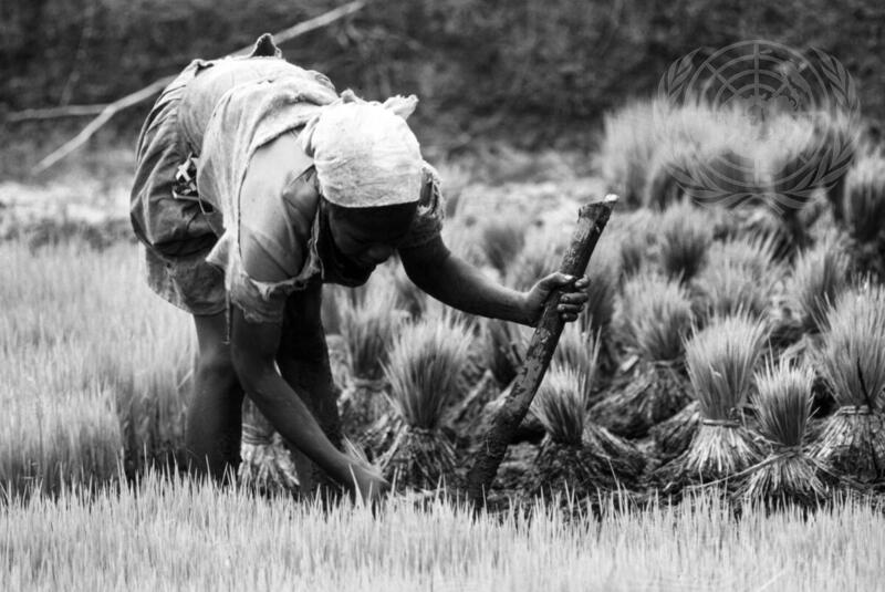 Farming for Development
