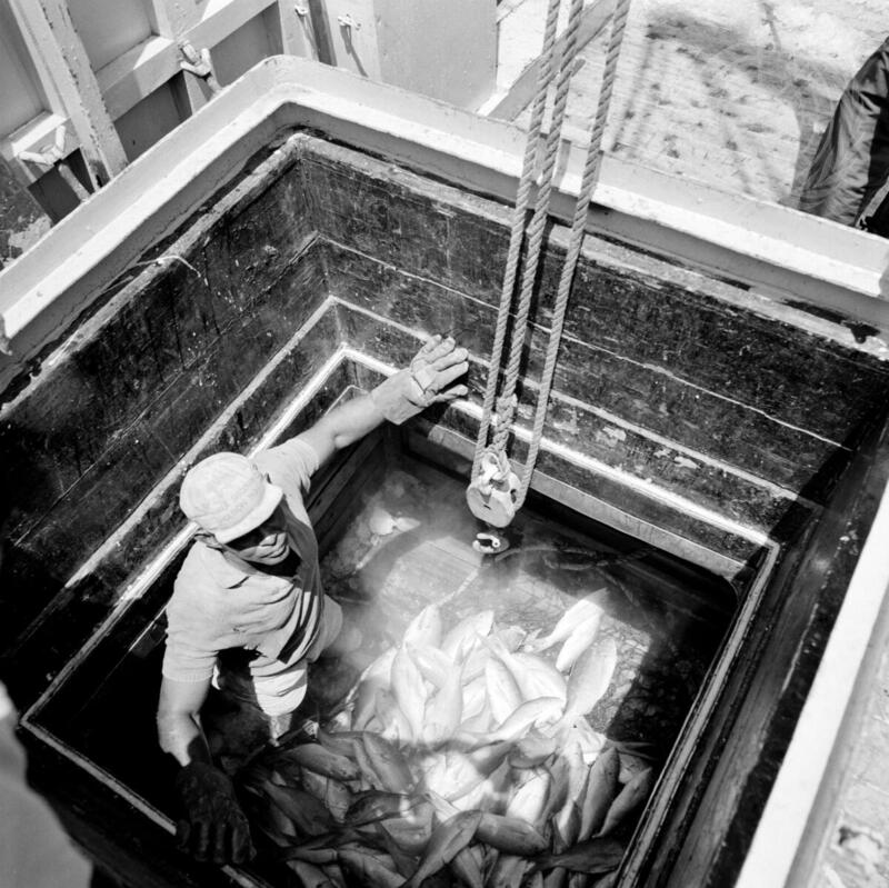 Caribbean Fishery Development Project