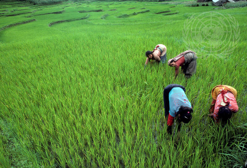 Farming for Development: Rice Cultivation in Nepal