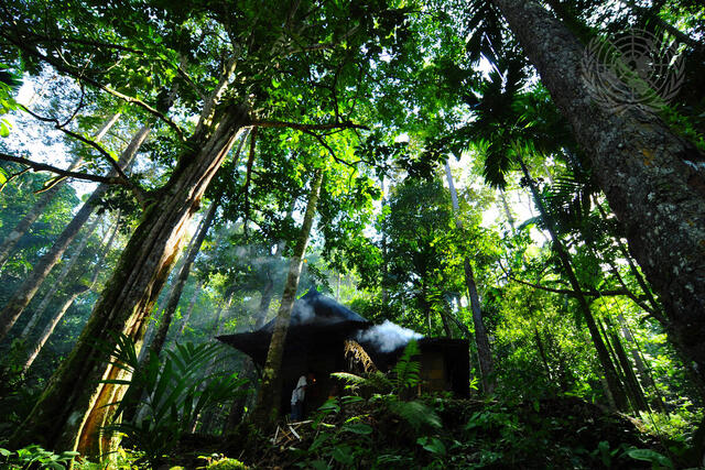 UN Forum on Forests Photo Competition Winner: &quot;Pahmung Krui Damar Forest&quot;