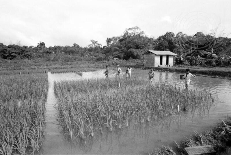 Farming for Development: College of Agriculture and Forestry