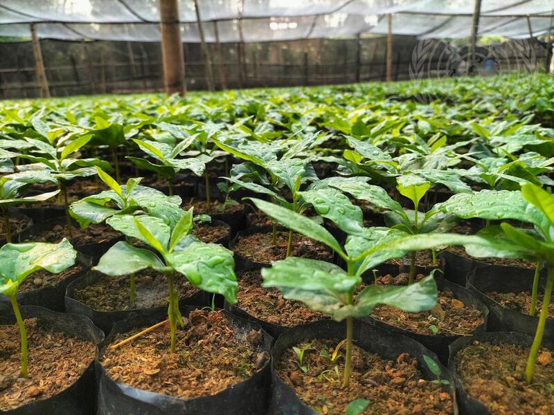 Coffee Production in Laos