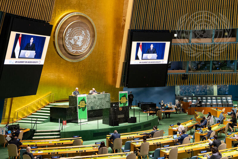 President of Egypt Addresses UN Summit on Biodiversity