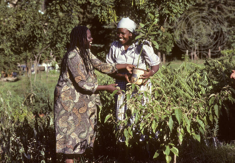 Voluntary Fund for Decade for Women Assists Green Belt Movement in Kenya