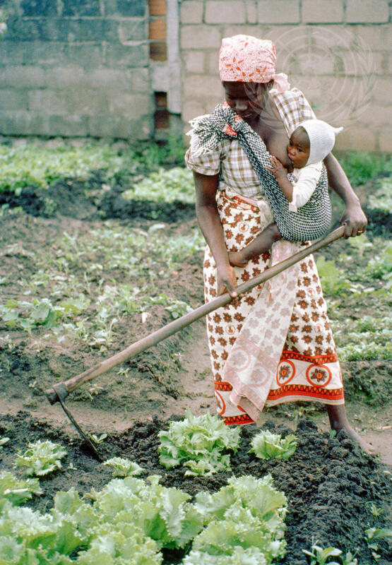 Farming for Development:  Agriculture in Mozambique