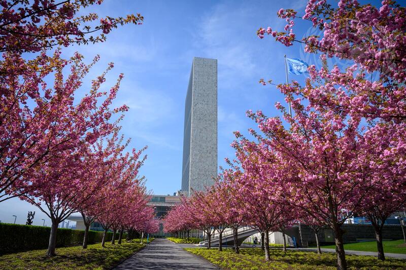 Cherry Blossoms at UN Headquarters