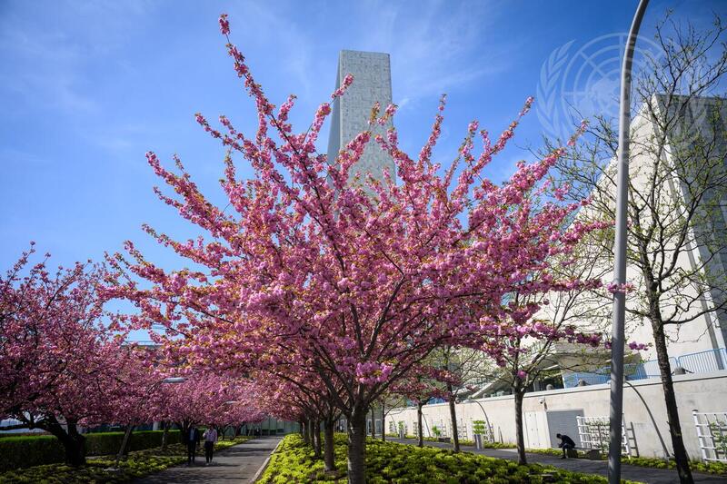Cherry Blossoms at UN Headquarters