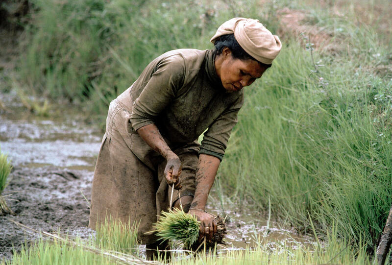 Farming for Development