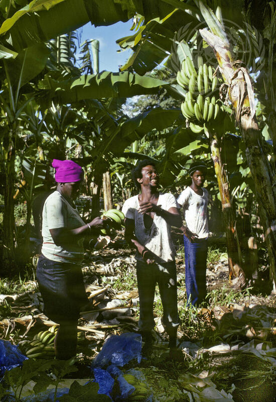 Farming for Development: Banana Harvest in Dominica