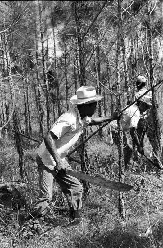 Development of Forest Resources in Nicaragua