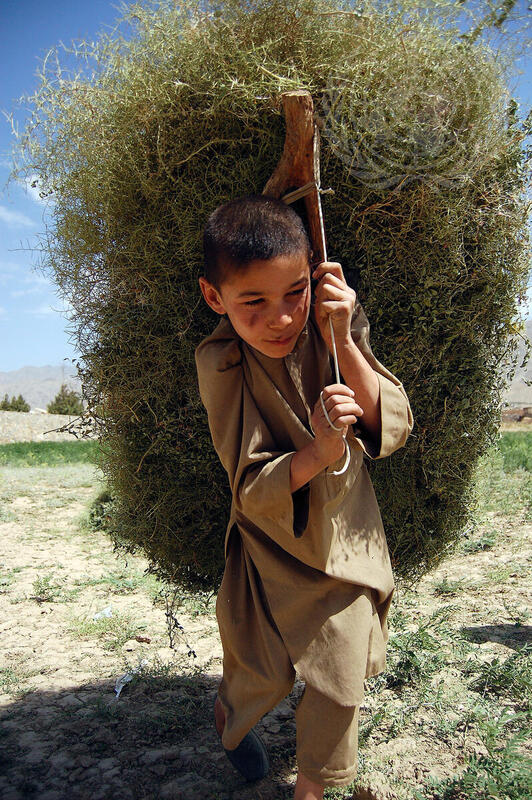 Young Boy Carries Kindling Home