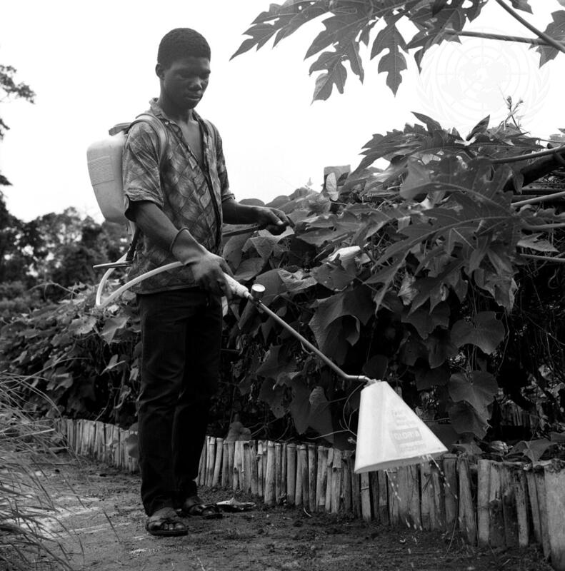 Agricultural Development in the Ivory Coast