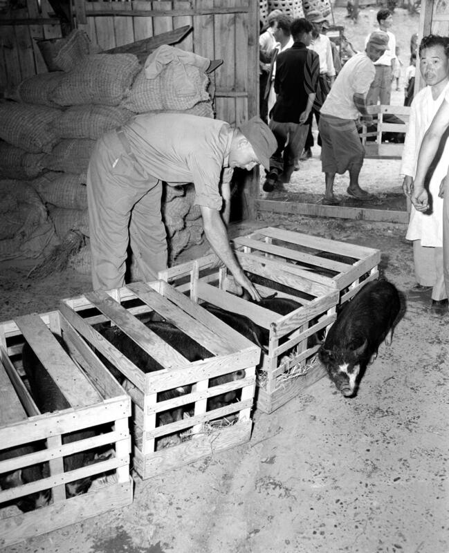 200 Pigs Flown to Korea in First Animal Airlift