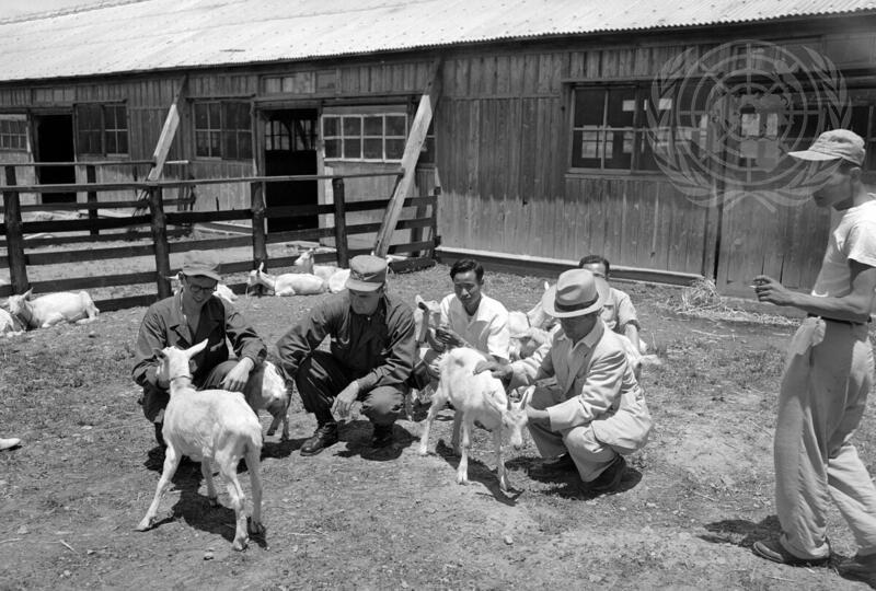 Breeding Stock Airlifted to Korea