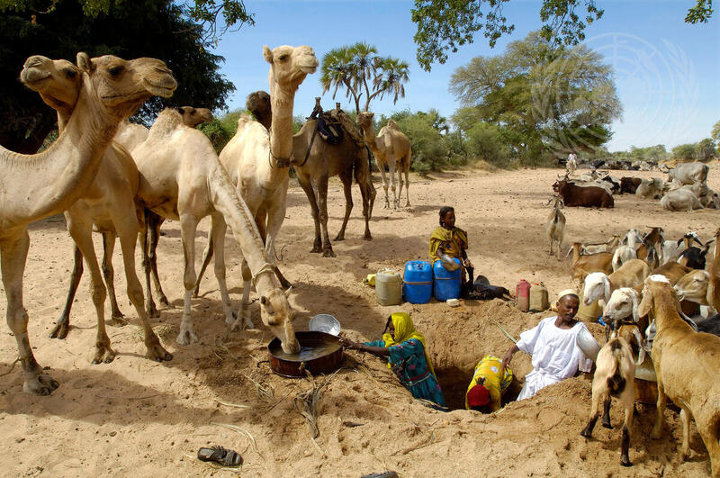 Nomads in Nyala Region Give Camels Water