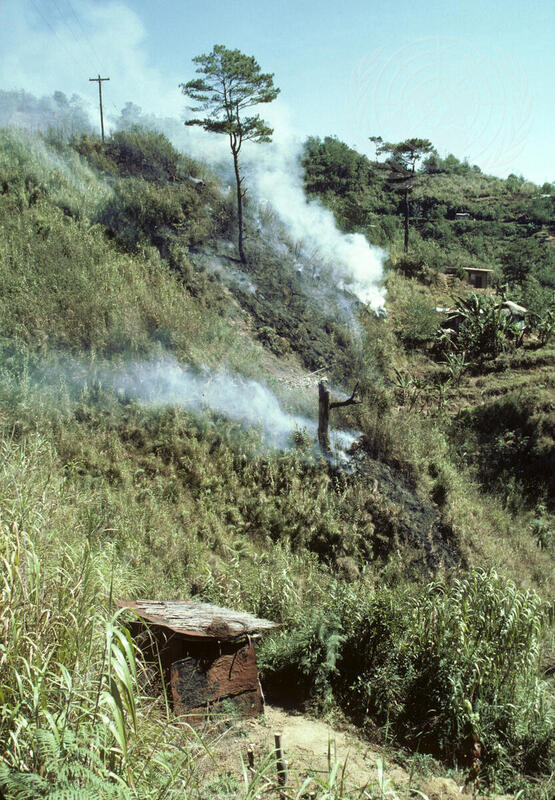 Forest Management in the Philippines