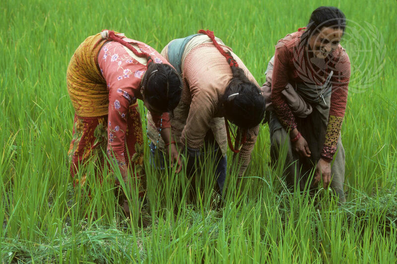 Farming for Development: Rice Cultivation in Nepal