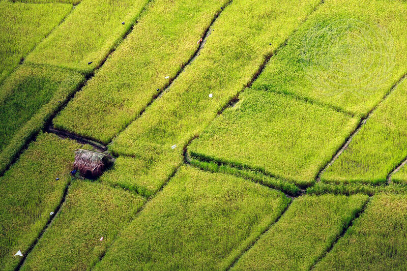 Rice Fields in Timor-Leste
