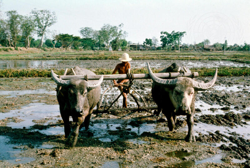 Farming for Development: Agriculture in Burma