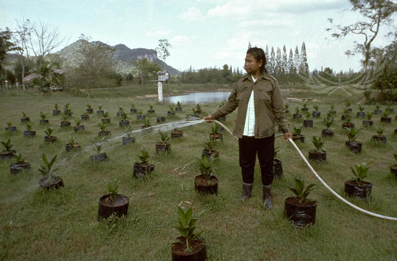 United Nations Development Programme Projects in Thailand