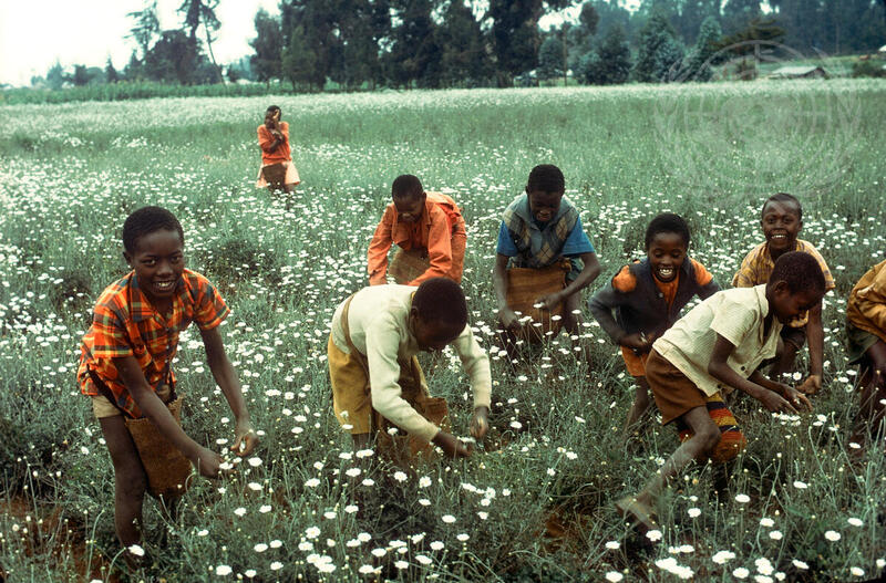 Farming for Development: Pyrethrum Plantation in Kenya