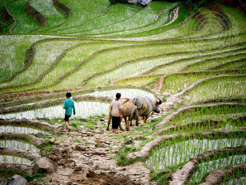 Food and Agriculture in Viet Nam