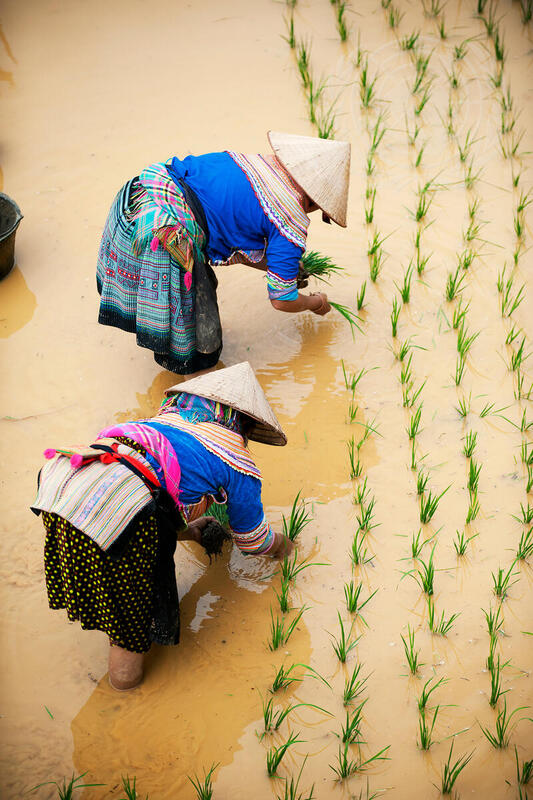 Food and Agriculture: Viet Nam