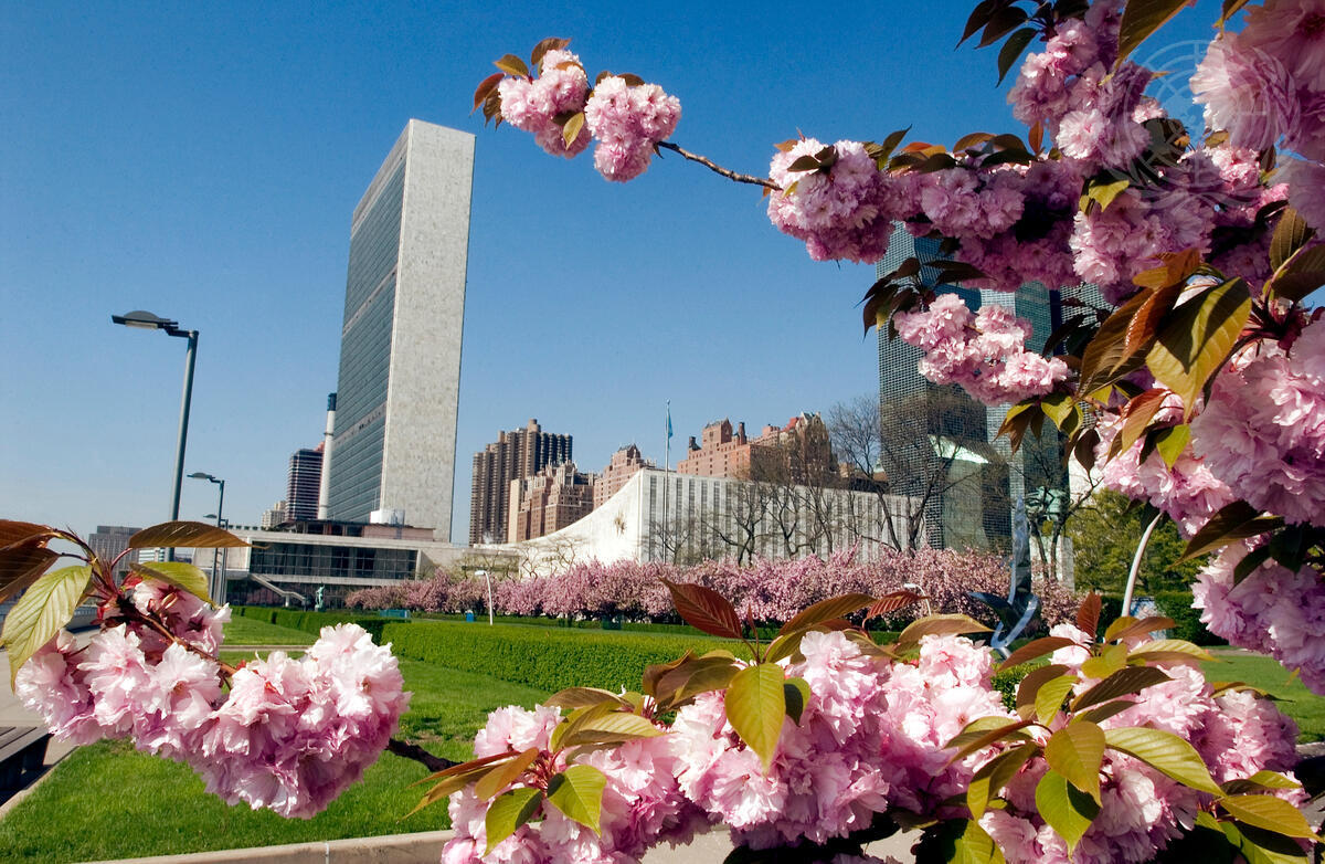 Cherry Blossoms at United Nations Headquarters