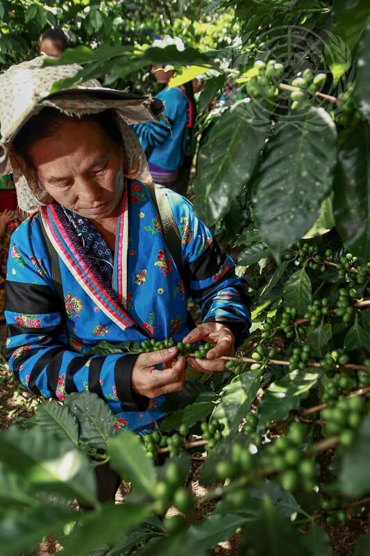 Coffee Production in Laos