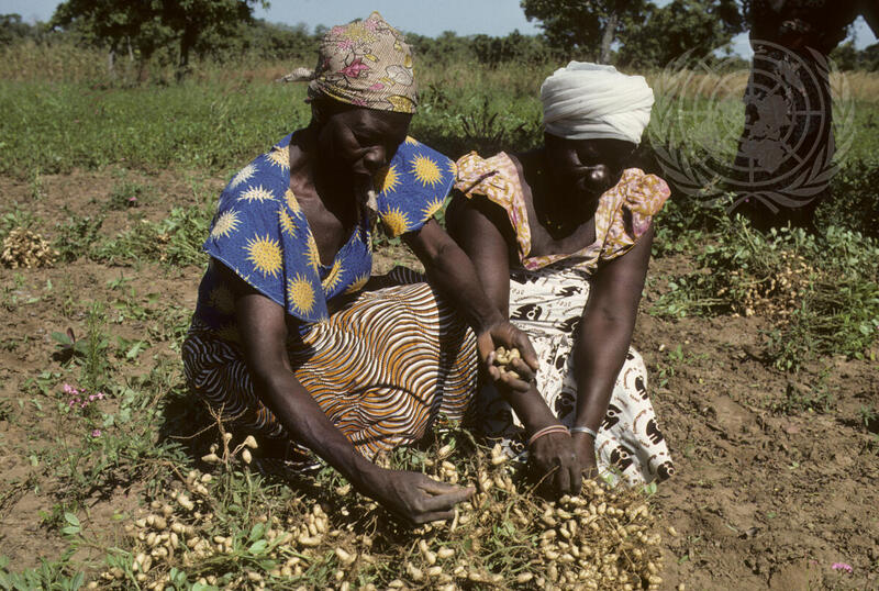 Farming for Development: Peanut Harvesting in Upper Volta