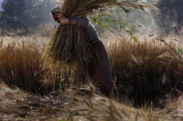 Afghan Farmer Gathers Wheat
