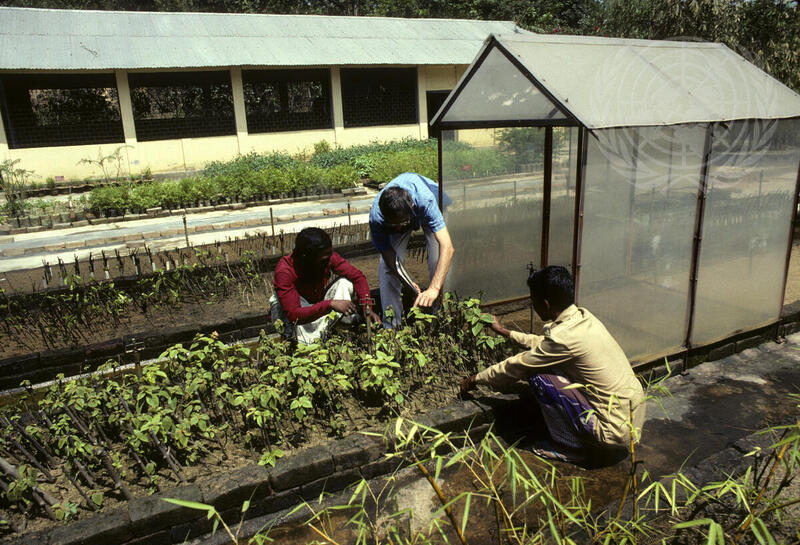 UNDP Helps Forestry Research Projects in Bangladesh